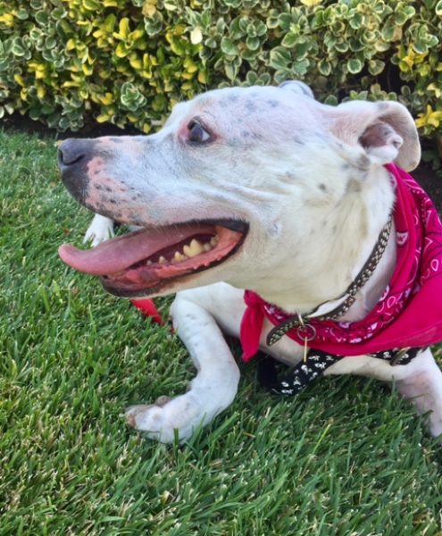 Bianca was rescued from a high shelter full of unwanted pit bull. She was due to be killed, but we pulled her out just in time. This cute mini pit bull is shy at first, but will warm up to you quickly 